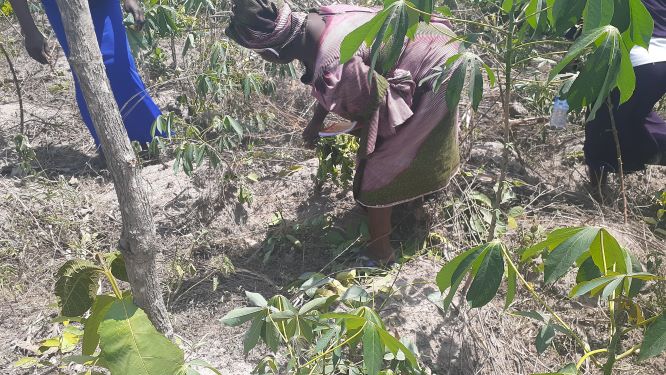 Read more about the article Jigawa Female Farmers Face Gender Discrimination, Land Encroachment, and Limited Resources