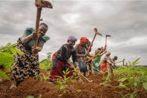 Cocoa farmers. Photo credit: Farmers’ Voice NG