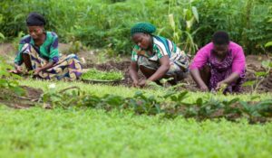 Read more about the article Failed by government’s insurance schemes, Niger female-farmers go spiritual