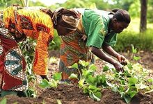 International Day of Rural Women: They Feed the Nation, but Who Owns the Land?