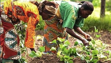 International Day of Rural Women: They Feed the Nation, but Who Owns the Land? 17 International Day of Rural Women: They Feed the Nation, but Who Owns the Land?